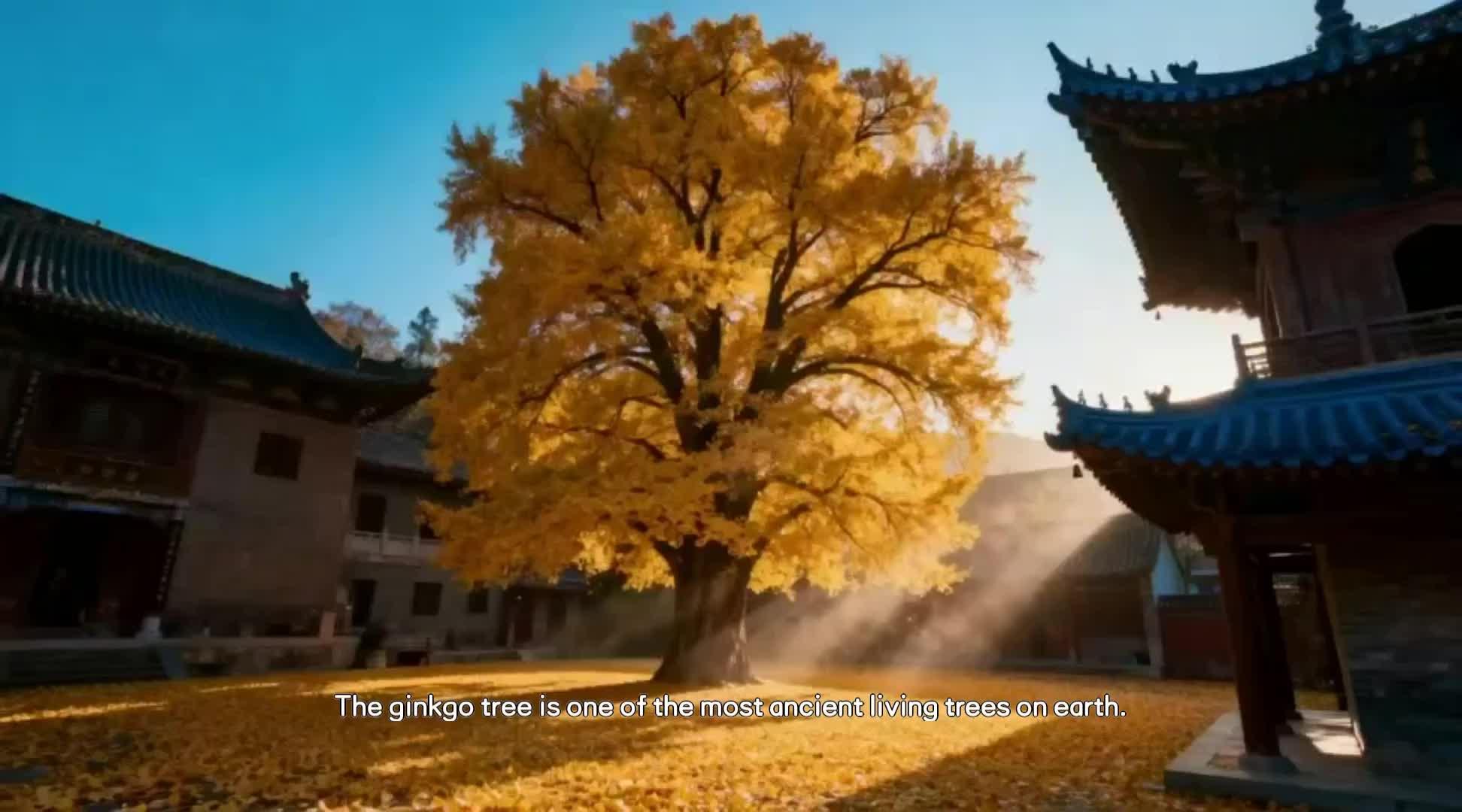 the ginkgo